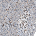 Immunohistochemical staining of human pancreas shows strong nuclear positivity in islets of Langerhans.