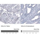 Immunohistochemistry analysis in human testis and endometrium tissues using AMAb91769 antibody. Corresponding SALL4 RNA-seq data are presented for the same tissues.