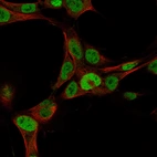 Immunofluorescence staining of NTERA-2 cells using the Anti-SALL4 monoclonal antibody, showing specific staining in the nucleoplasm and cytosol in green. Microtubule- and nuclear probes are visualized in red and blue, respectively (where available).