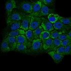 Immunofluorescence staining of A-431 cells using the Anti-GSPT1 monoclonal antibody, showing specific staining in cytosol in green. Microtubule- and nuclear probes are visualized in red and blue, respectively (where available).