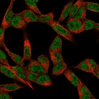 Anti-CUX2 Recombinant Antibody