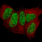 Immunofluorescence staining in SH-SY5Y cell line with Anti-CUX2 monoclonal antibody, showing specific staining of nucleoplasm in green. Microtubule- and nuclear probes are visualized in red and blue respectively (where available).