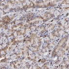 Immunohistochemical staining of human stomach shows moderate cytoplasmic-membranous positivity in glandular cells.