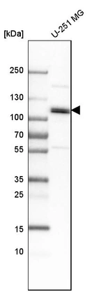Western blot analysis in human cell line U-251 MG.