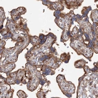 Immunohistochemical staining of human placenta shows strong cytoplasmic positivity in trophoblastic cells.