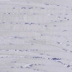 Immunohistochemical staining of human skeletal muscle shows no positivity in myocytes as expected.