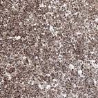 Immunohistochemical staining of human lymph node shows moderate nuclear positivity in non-germinal center cells in addition to weak cytoplasmic positivity.