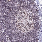 Immunohistochemical staining of human tonsil shows moderate nuclear positivity in germinal center cells.