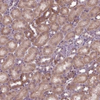 Immunohistochemical staining of human kidney shows moderate cytoplasmic positivity in cells in tubules.