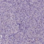 Immunohistochemical staining of human pancreas shows no positivity in exocrine glandular cells.