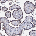 Immunohistochemical staining of human placenta shows moderate membranous positivity in trophoblastic cells.