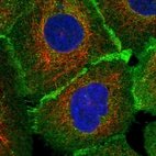 Immunofluorescent staining of human cell line A-431 shows localization to plasma membrane & cell junctions.