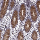 Immunohistochemical staining of human rectum shows strong cytoplasmic positivity in glandular cells and goblet cells.