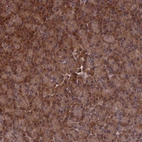 Immunohistochemical staining of human pancreas show moderate cytoplasmic-membranous positivity in exocrine glandular cells in addition to nuclear membranous positivity.