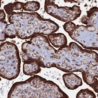 Immunohistochemical staining of human placenta shows strong cytoplasmic-membranous positivity in trophoblastic cells.