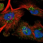 Immunofluorescent staining of human cell line U-251 MG shows localization to nucleus, cytosol & the Golgi apparatus.