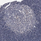 Immunohistochemical staining of human lymph node shows no positivity in germinal center cells and non-germinal center cells as expected.