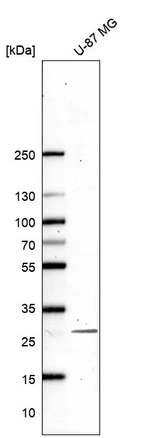 Western blot analysis in human cell line U-87 MG.