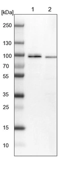 Lane 1: NIH-3T3 cell lysate (Mouse embryonic fibroblast cells)_br/_Lane 2: NBT-II cell lysate (Rat Wistar bladder tumour cells)