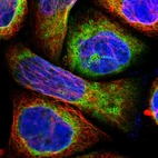 Immunofluorescent staining of human cell line A-431 shows localization to endoplasmic reticulum & lipid droplets.
