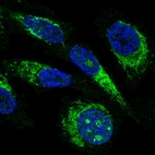 Immunofluorescent staining of human cell line PC-3 shows localization to nucleoli fibrillar center & mitochondria.
