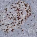 Anti-PDCD1 Antibody