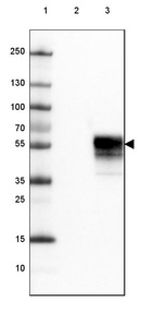 Lane 1: Marker [kDa] 250, 130, 100, 70, 55, 35, 25, 15, 10_br/_Lane 2: Negative control (vector only transfected HEK293T lysate)_br/_Lane 3: Over-expression lysate (Co-expressed with a C-terminal myc-DDK tag (~3.1 kDa) in mammalian HEK293T cells, LY401555)