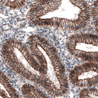 Anti-CTNNB1 Antibody