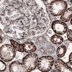 Immunohistochemical staining of human kidney shows strong membranous positivity in renal tubules and glomerulus cells.