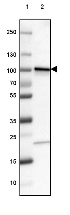 Lane 1: Marker [kDa] 250, 130, 100, 70, 55, 35, 25, 15, 10_br/_Lane 2: Human cell line A-549