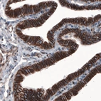 Immunohistochemical staining of human fallopian tube shows strong membranous immunoreactivity in epithelial cells.