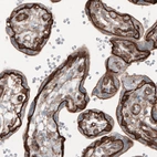 Immunohistochemical staining of human placenta shows strong membranous positivity in trophoblast.