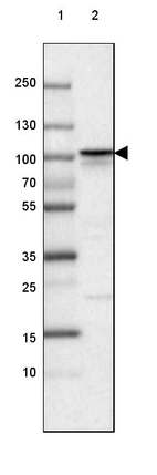 Lane 1: Marker [kDa] 250, 130, 100, 70, 55, 35, 25, 15, 10_br/_Lane 2: Human cell line A-549