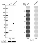 Anti-CLDN1 Antibody