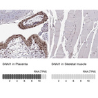 Anti-SNAI1 Antibody