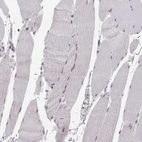 Immunohistochemical staining of human skeletal muscle shows only weak nuclear positivity in striated muscle fibers.