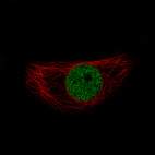 Immunofluorescence staining of BeWo cells using the Anti-SNAI1 monoclonal antibody, showing specific staining in the nucleoplasm in green. Microtubule- and nuclear probes are visualized in red and blue, respectively (where available).