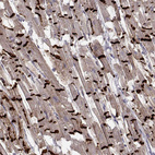 Anti-CDH2 Antibody