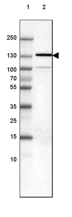 Lane 1: Marker [kDa] 250, 130, 100, 70, 55, 35, 25, 15, 10_br/_Lane 2: Human cell line U-251 MG