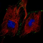 Immunofluorescence staining of U-251 cells using the Anti-CDH2 monoclonal antibody, showing specific staining in the plasma membrane and cell junctions in green. Microtubule- and nuclear probes are visualized in red and blue, respectively (where available).