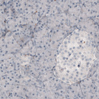 Immunohistochemical staining of human pancreas shows absence of immunoreactivity in glandular cells (negative control).