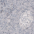 Immunohistochemical staining of human pancreas shows absence of immunoreactivity in glandular cells (negative control).
