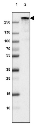 Lane 1: Marker [kDa] 250, 130, 100, 70, 55, 35, 25, 15, 10_br/_Lane 2: Human cell line U-87 MG