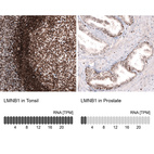 Anti-LMNB1 Antibody