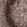 Anti-LMNB1 Antibody