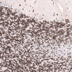 Anti-LMNB1 Antibody