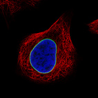 Immunofluorescence staining of U-251 cells using the Anti-LMNB1 monoclonal antibody, showing specific staining of nuclear membrane in green. Microtubule- and nuclear probes are visualized in red and blue, respectively (where available).