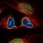 Immunofluorescence staining of HeLa cells using the Anti-LMNB1 monoclonal antibody, showing specific staining of nuclear membrane in green. Microtubule- and nuclear probes are visualized in red and blue, respectively (where available).