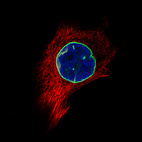 Immunofluorescence staining of U-2 OS cells using the Anti-LMNB1 monoclonal antibody, showing specific staining of nuclear membrane in green. Microtubule- and nuclear probes are visualized in red and blue, respectively (where available).