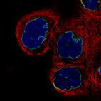 Immunofluorescence staining of A-431 cells using the Anti-LMNB1 monoclonal antibody, showing specific staining of nuclear membrane in green. Microtubule- and nuclear probes are visualized in red and blue, respectively (where available).